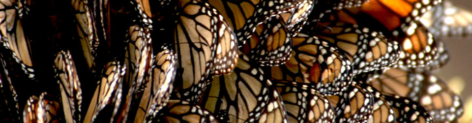 Butterflies