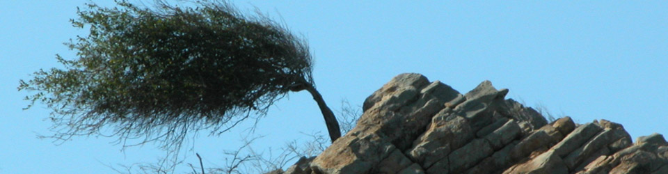 Divi Tree